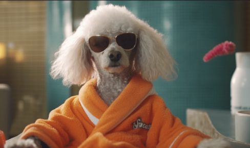 toilettage caniche en suisse
