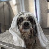 toiletteur pour chiens