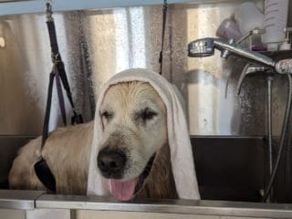 Toilettage du Golden