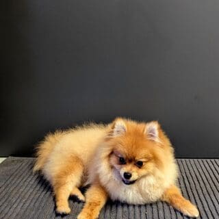 Salon de toilettage - Spitz