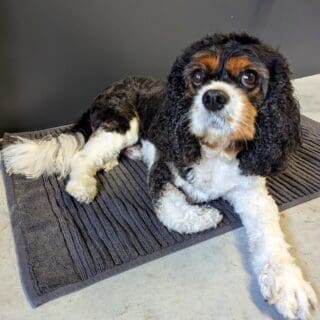 Salon de toilettage - Cavalier king