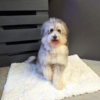 Salon de toilettage - Bobtail