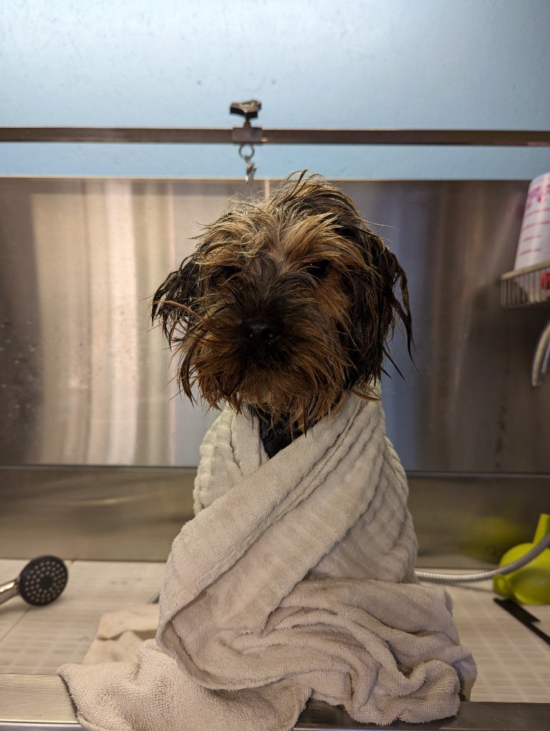 toilettage chien