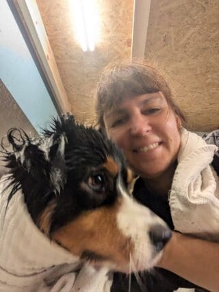 Salon de toilettage - Australian Shepperd