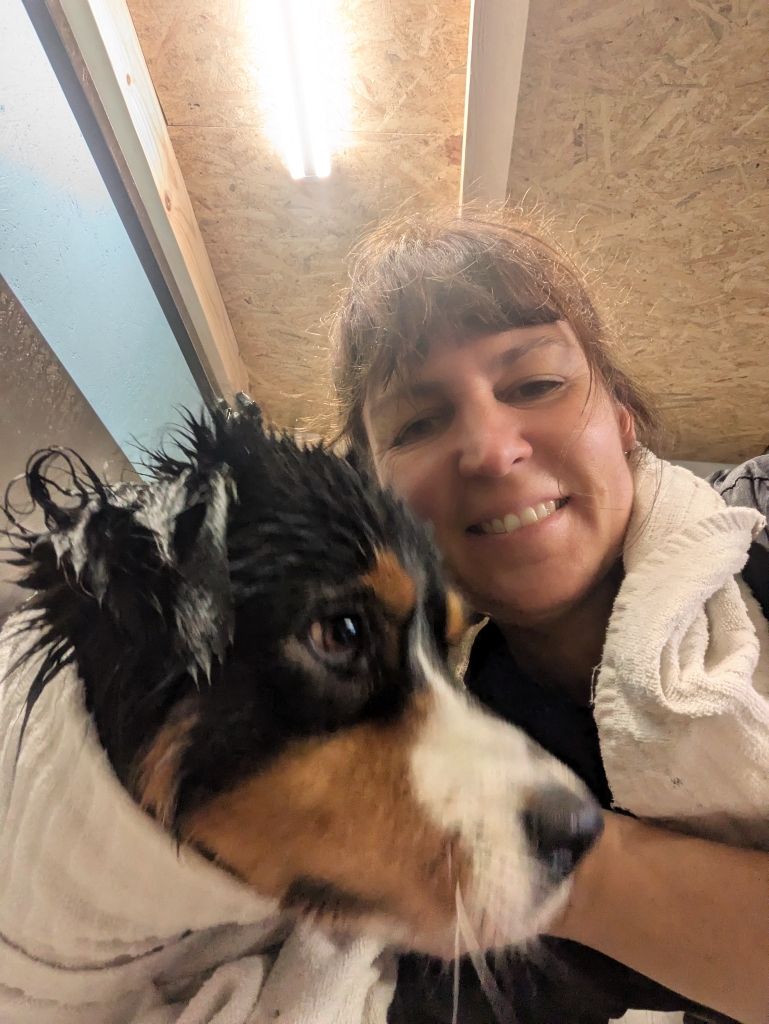 Salon de toilettage - Australian Shepperd (toilettage Oron)