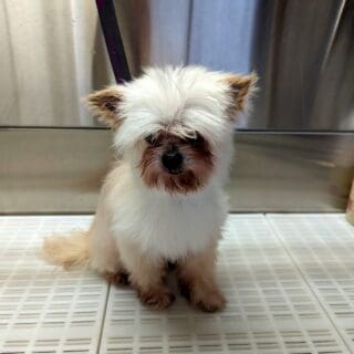 Salon de toilettage - Chiwawa croisé