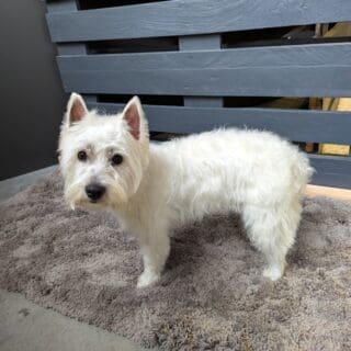 Salon de toilettage - Westie