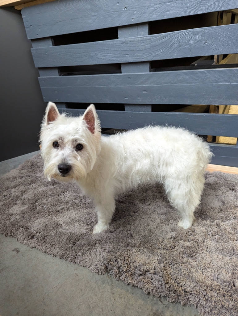 Salon de toilettage - Westie