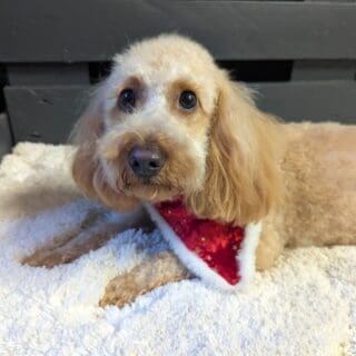 Salon de toilettage - caniche nain