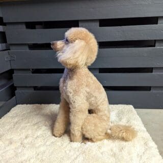 Salon de toilettage - Caniche
