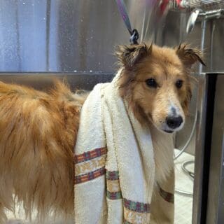 Salon de toilettage - Sheltie