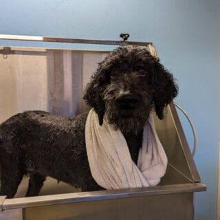 Salon de toilettage - Labradoodle