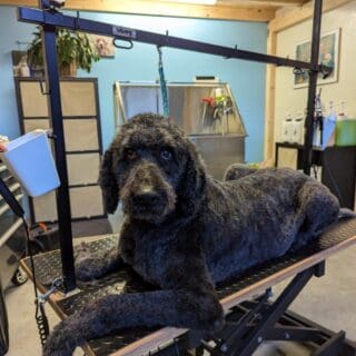 Salon de toilettage - Labradoodle