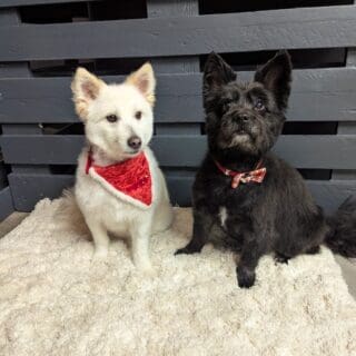 Salon de toilettage - Spitz croisé Parson terrier