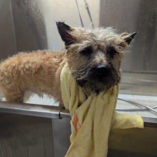 Salon de toilettage - Cairn Terrier