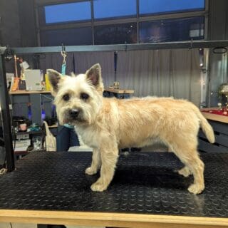 Salon de toilettage - Cairn Terrier