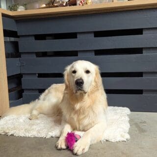 Salon de toilettage - Goldendoodle