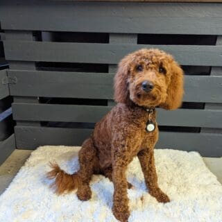 Salon de toilettage - Goldendoodle