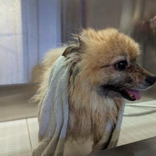 Salon de toilettage - Spitz