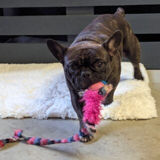 Salon de toilettage - Bouledogue français