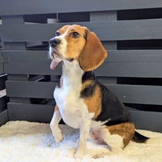 Salon de toilettage - Beagle