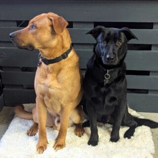 Salon de toilettage - Bulldog et croisé Labrador