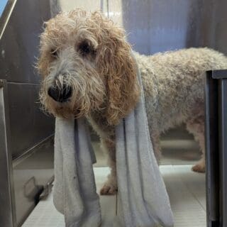 Salon de toilettage - Chien croisé