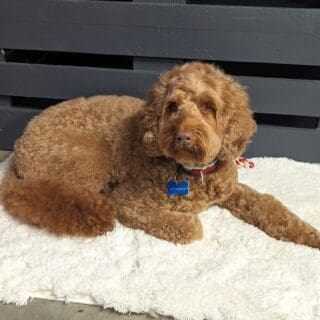 Salon de toilettage - Labradoodle