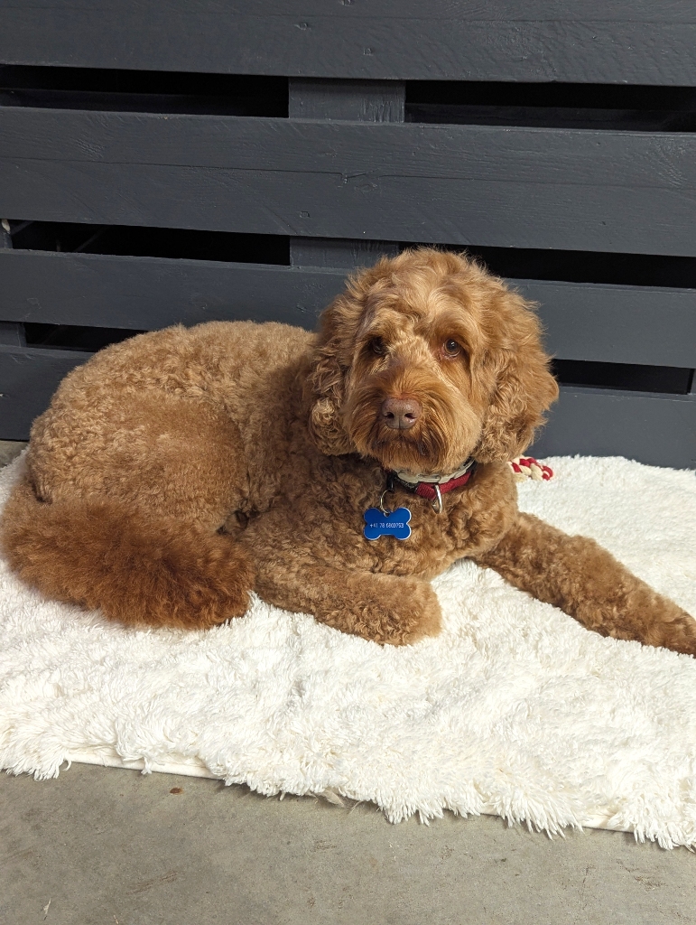 Salon de toilettage - Labradoodle Salon de toilettage - Labradoodle