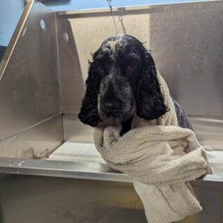 Salon de toilettage - Cocker