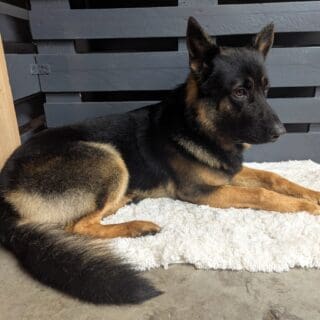 Salon de toilettage - Berger Allemand