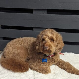 salon-toilettage-race-labradoodle