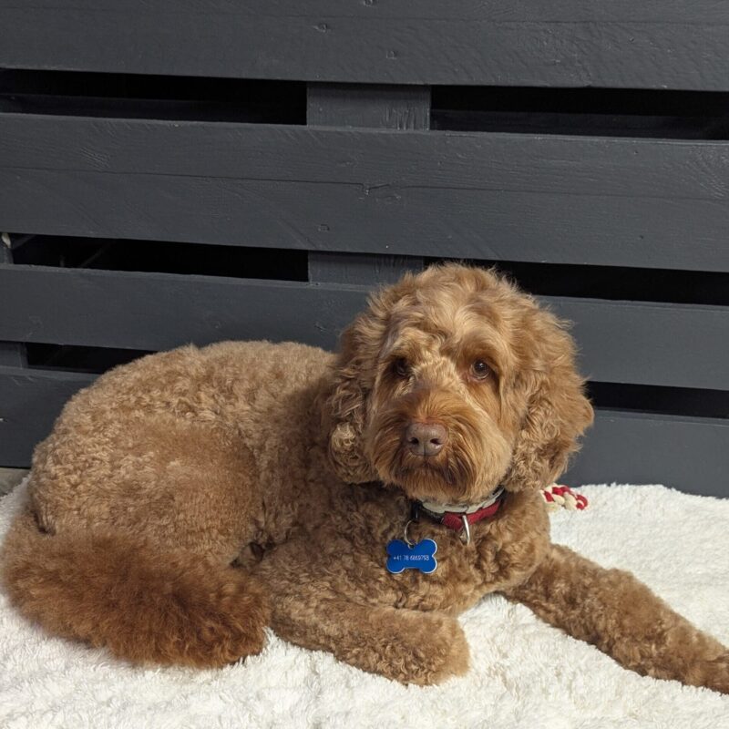 Salon de toilettage - Labradoodle